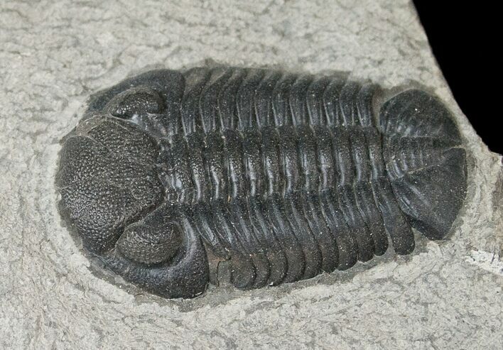 Eldredgeops Trilobite - New York #17533